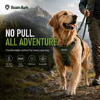 Golden retriever in the green no-pull harness on a mountain trail, walked on a lead beside its owner.