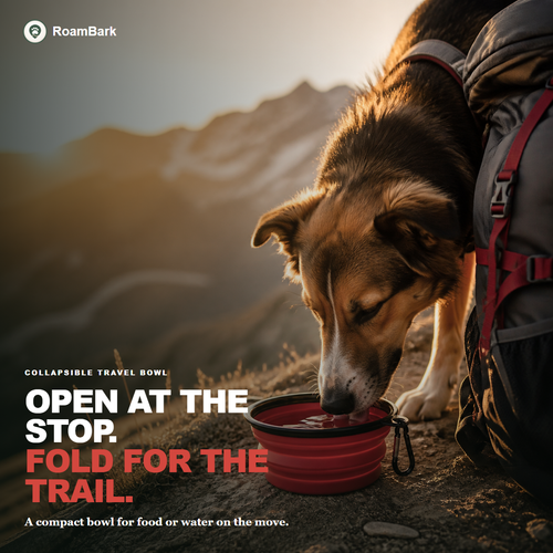 Dog drinking from the red collapsible bowl on a mountainside, a hiking pack beside it at sunset.