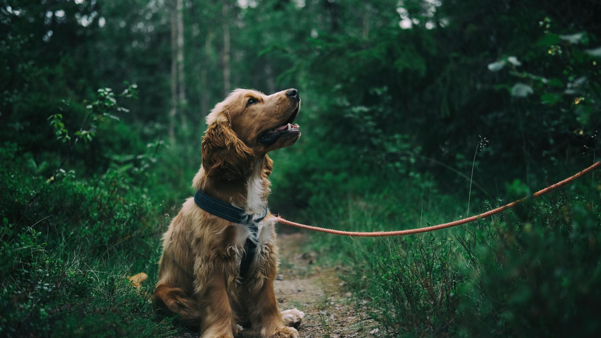 Adventure dog in forest