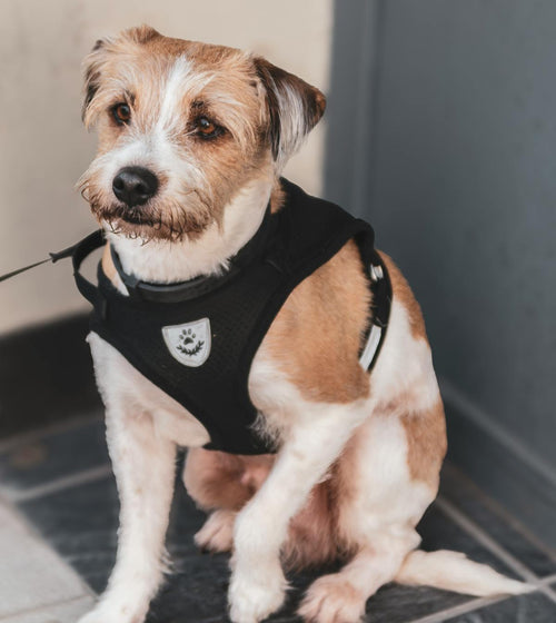 Dog Anxiety Vest - Adjustable Calming Pressure Wrap for Anxious Dogs During Storms