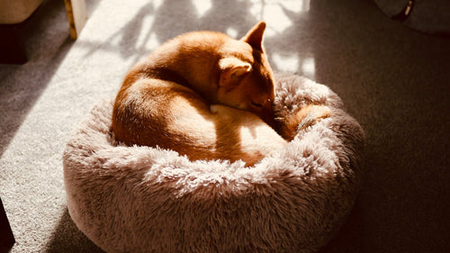 Calming Donut Dog Bed - Anti-Anxiety Plush Nest in Soft Beige Faux Fur with Raised Rim