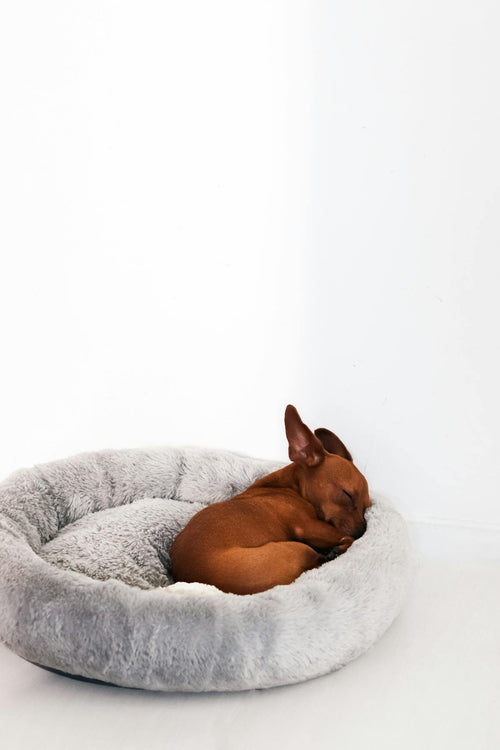 Calming Donut Dog Bed - Dog Curled Sleeping in Round Bolstered Plush Pet Bed