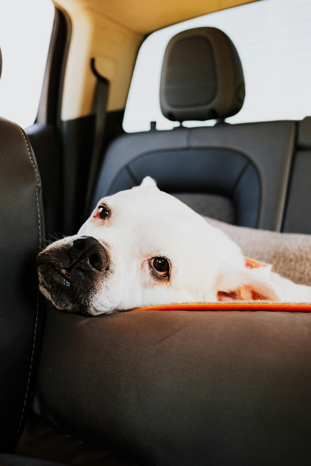 Pet Car Seat Cover - Waterproof Back Seat Protector with Anchor Straps in Black