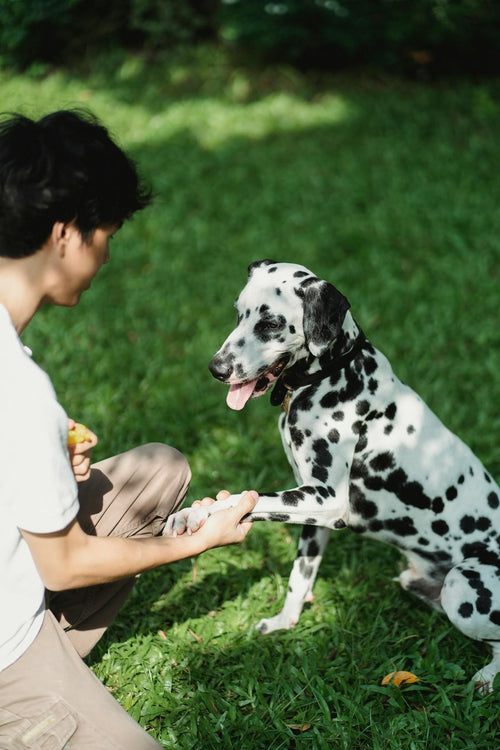 Dog Paw Cleaner - Dog Paw Being Cleaned with Portable Travel Wash Cup
