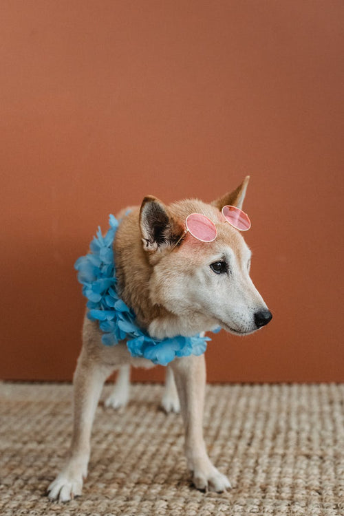 No-Pull Dog Harness with Front & Back Clip