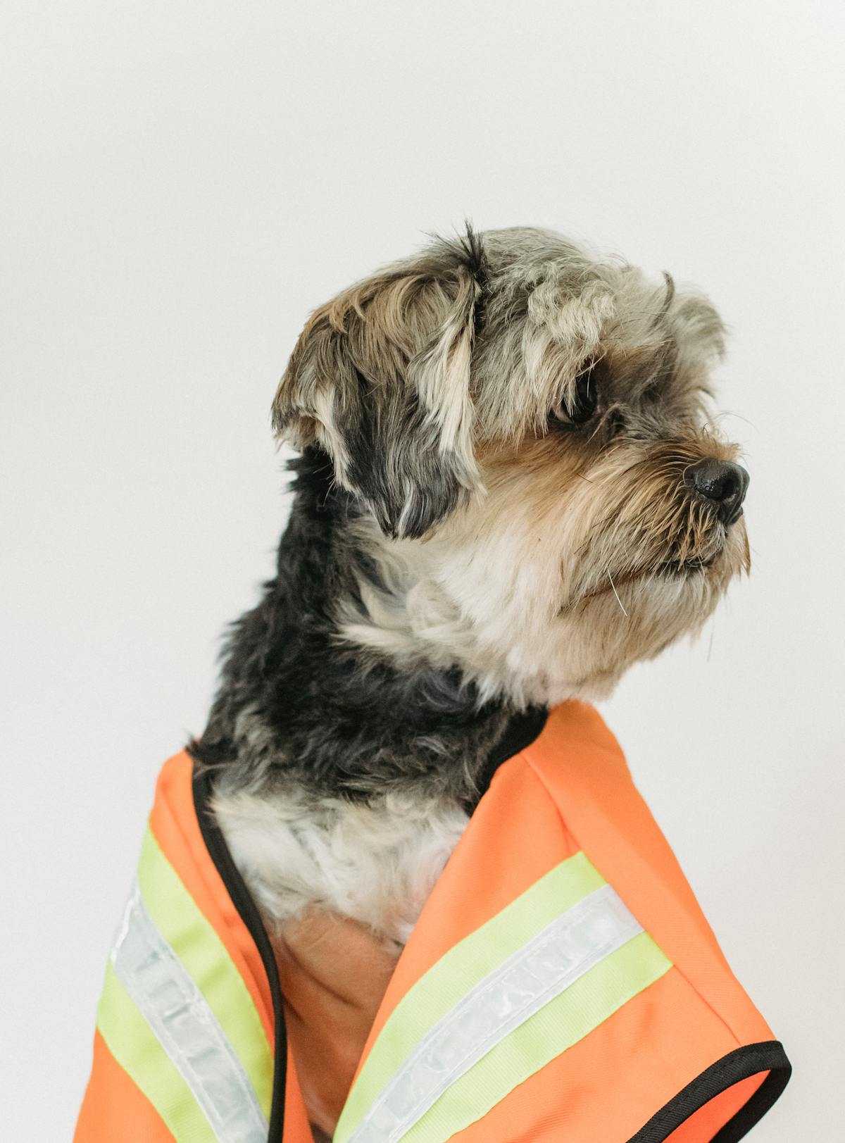 Dog Anxiety Vest - Calming Thunder Jacket with Snug Wrap Design in Grey