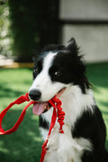 Portable Dog Water Bottle - Leak-Proof Travel Dispenser