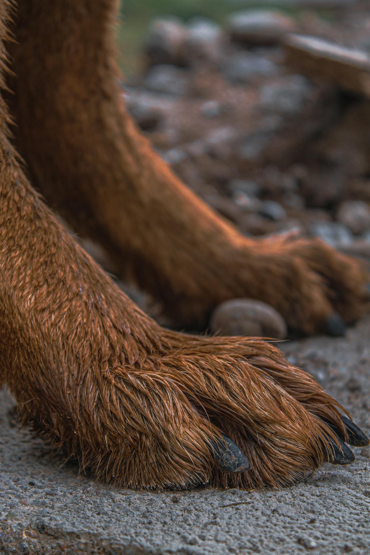 Dog Paw Cleaner - Portable Muddy Paw Washer Cup with Soft Silicone Bristles