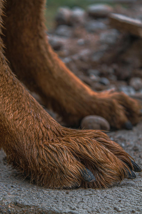 Dog Paw Cleaner - Portable Muddy Paw Washer Cup with Soft Silicone Bristles