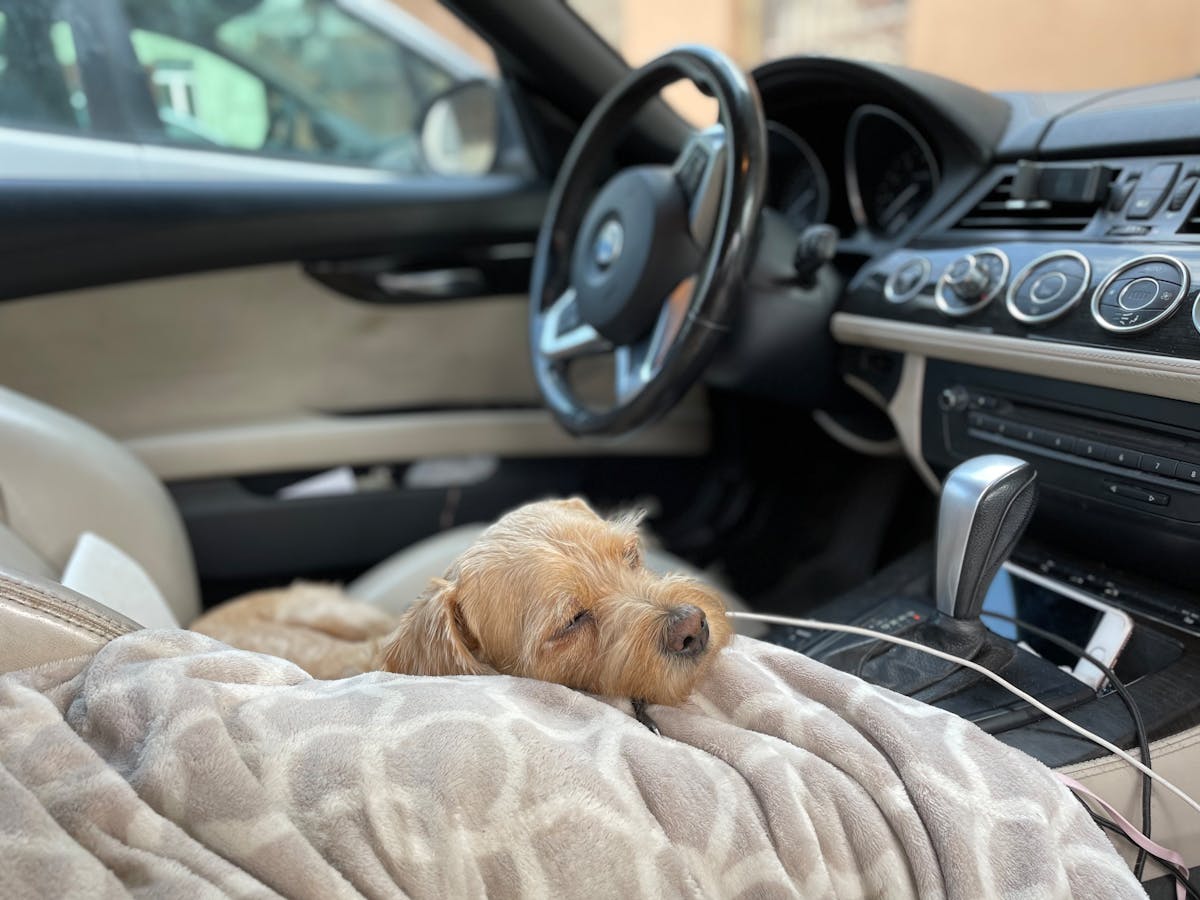 Pet Car Seat Cover - Dog Sitting Safely in Back Seat on Waterproof Non-Slip Cover