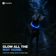 Dark-coated dog on an unlit forest path wearing the blue LED collar lit all the way round.
