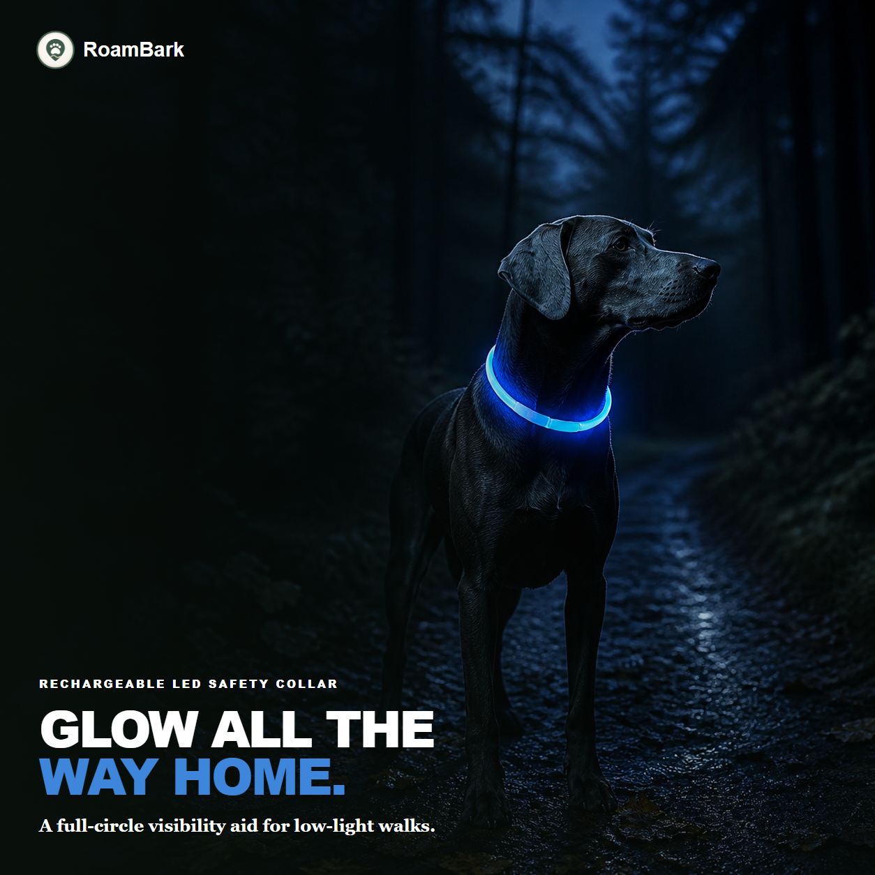 Dark-coated dog on an unlit forest path wearing the blue LED collar lit all the way round.