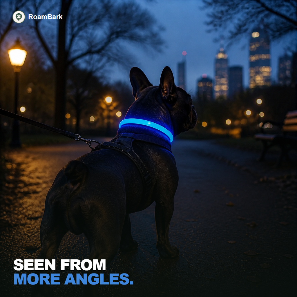 French bulldog seen from behind at dusk in a city park, the blue collar glowing around its neck.
