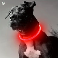 Rechargeable LED Safety Collar in Red.