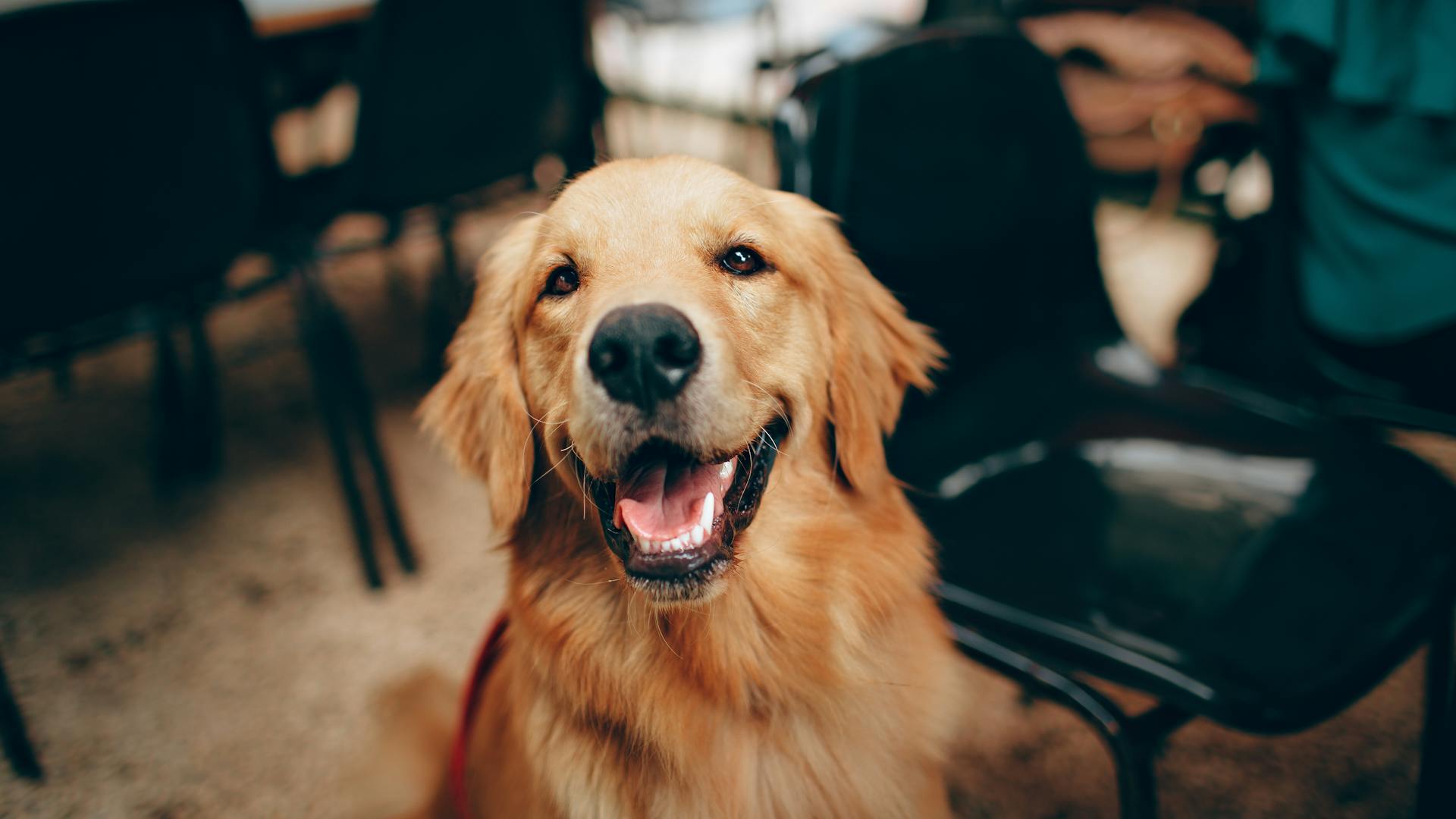 Dog adventure lifestyle Roam Bark