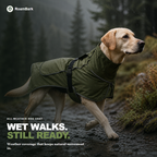 Yellow Labrador in the olive coat walking a wet rocky path in the rain.