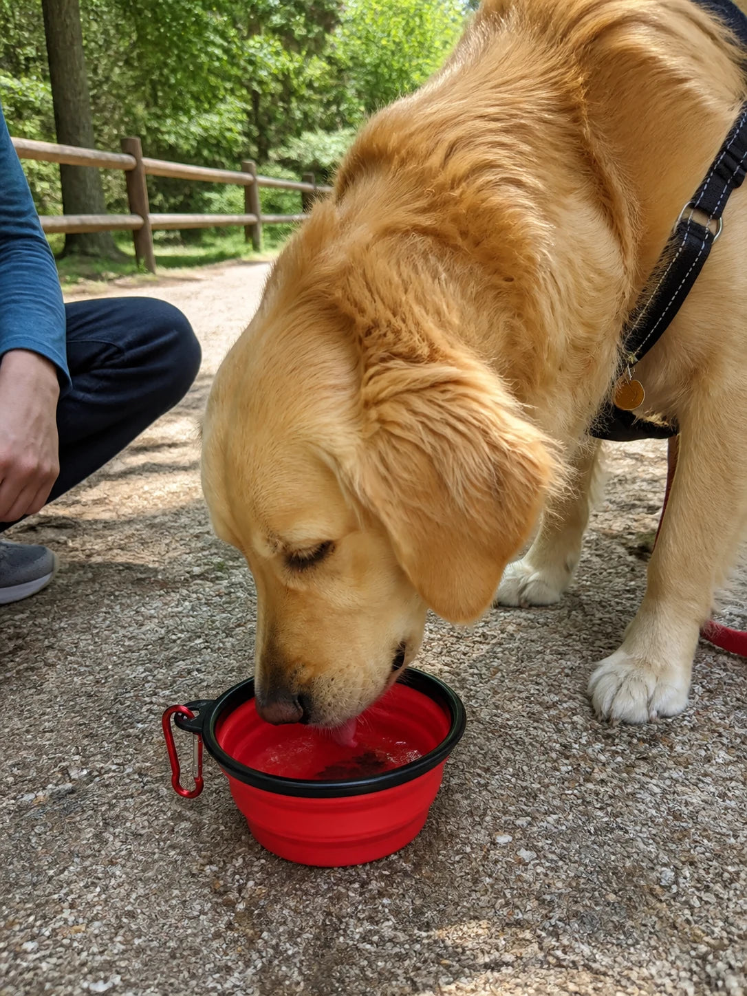 Dog using the Roam Bark collapsible travel bowl during a real-life break