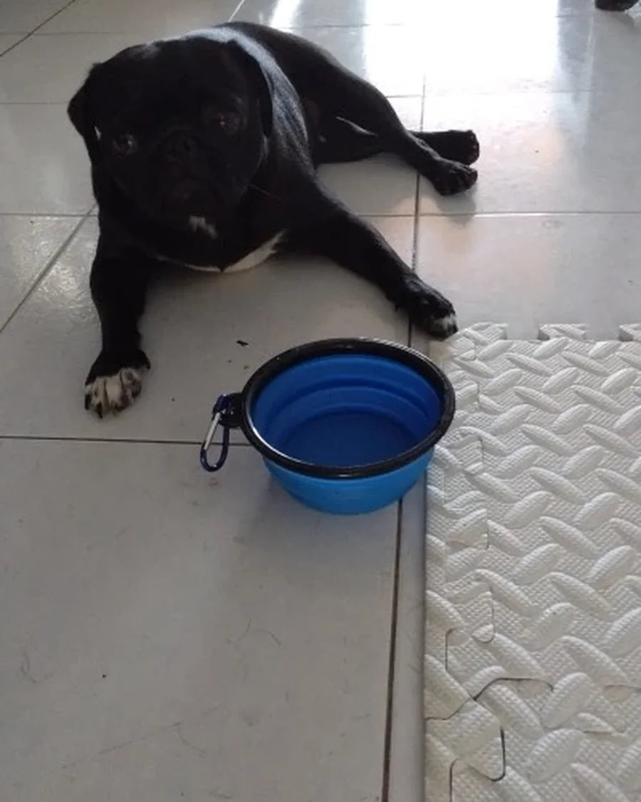 Dog using the Roam Bark collapsible travel bowl during a real-life break