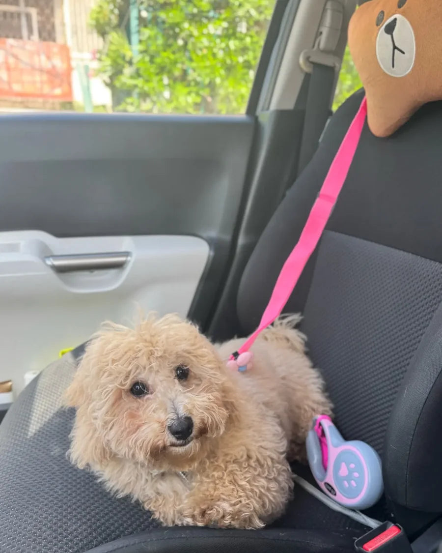 Dog secured in a car seat with the Roam Bark tether during an everyday ride
