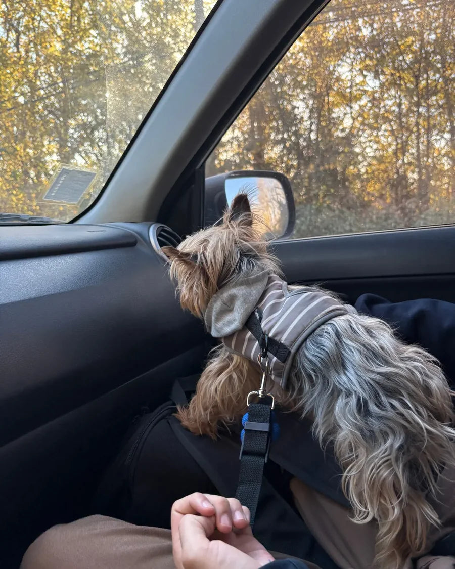 Dog secured in a car seat with the Roam Bark tether during an everyday ride