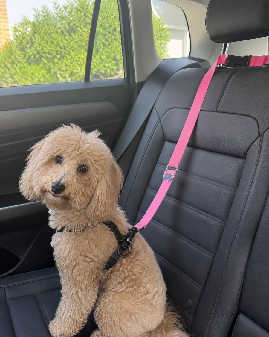 Dog secured in a car seat with the Roam Bark tether during an everyday ride