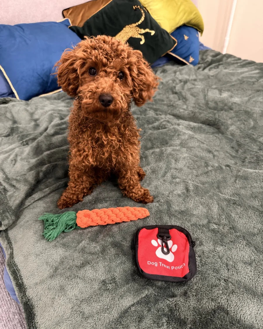 Roam Bark treat pouch clipped close at hand during a dog walk