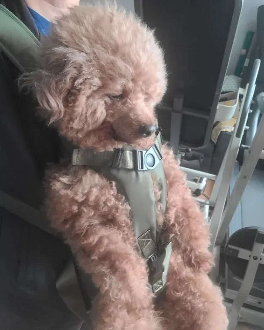 Small dog travelling close to its owner in the Roam Bark front chest carrier