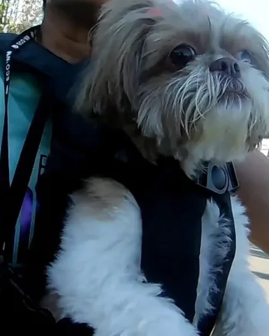 Small dog travelling close to its owner in the Roam Bark front chest carrier