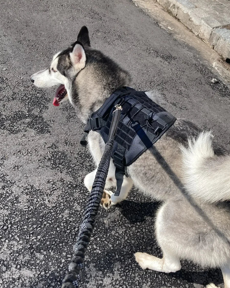 Dog and owner moving together with the Roam Bark hands-free running leash