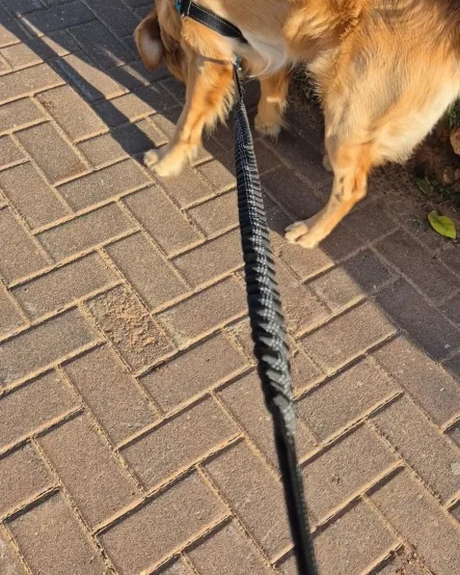 Dog and owner moving together with the Roam Bark hands-free running leash