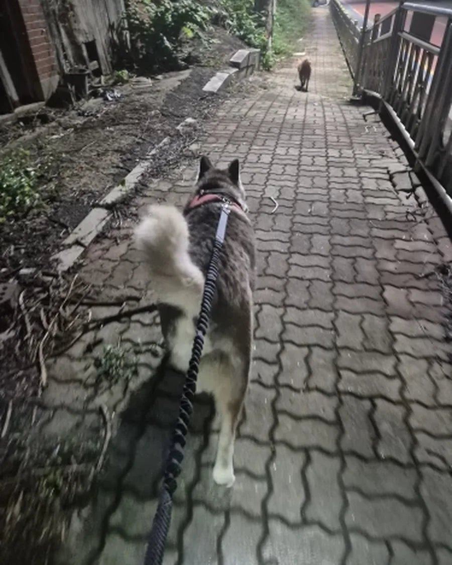 Dog and owner moving together with the Roam Bark hands-free running leash