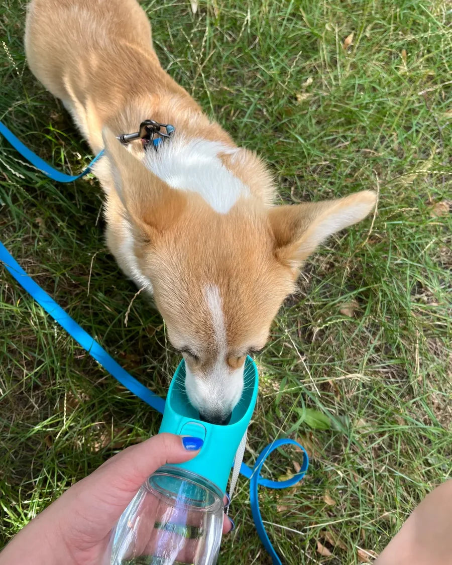 Dog taking a water break from the Roam Bark portable bottle outdoors