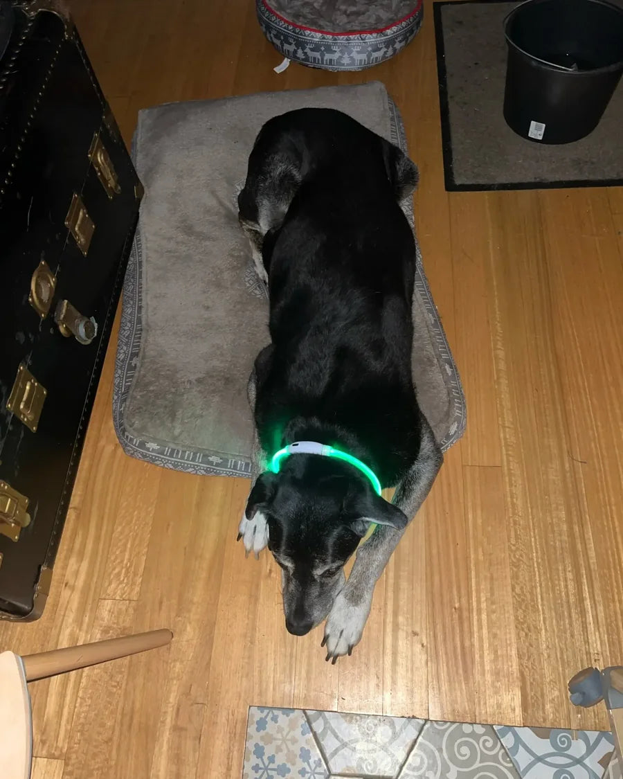 Dog wearing the Roam Bark illuminated collar on an evening walk