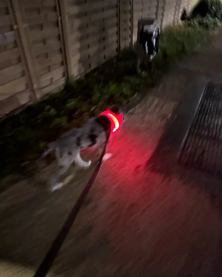Dog wearing the Roam Bark illuminated collar on an evening walk