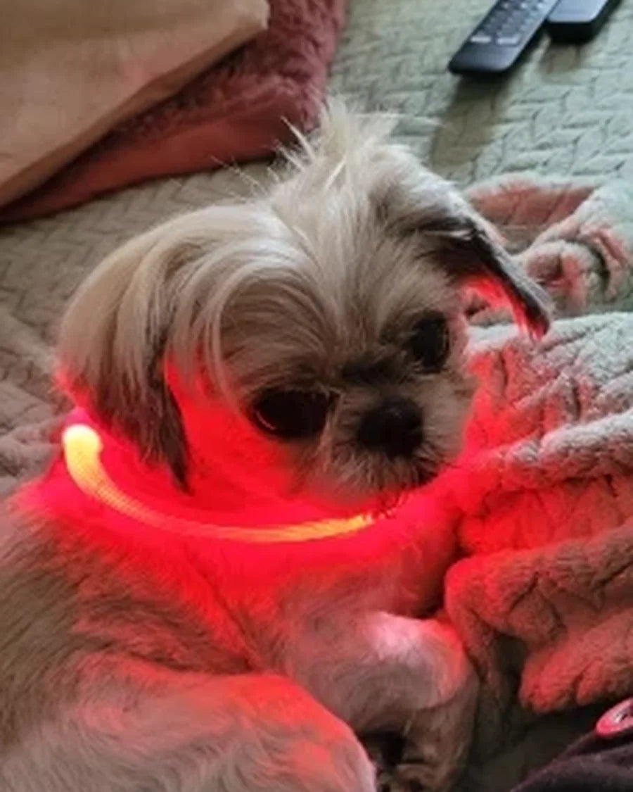 Dog wearing the Roam Bark illuminated collar on an evening walk