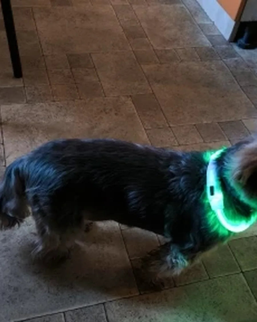 Dog wearing the Roam Bark illuminated collar on an evening walk