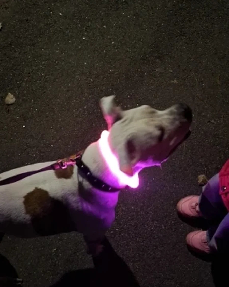 Dog wearing the Roam Bark illuminated collar on an evening walk