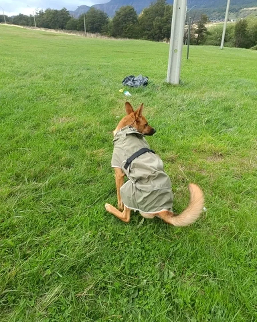 Dog wearing the Roam Bark coat on a cool or damp everyday walk
