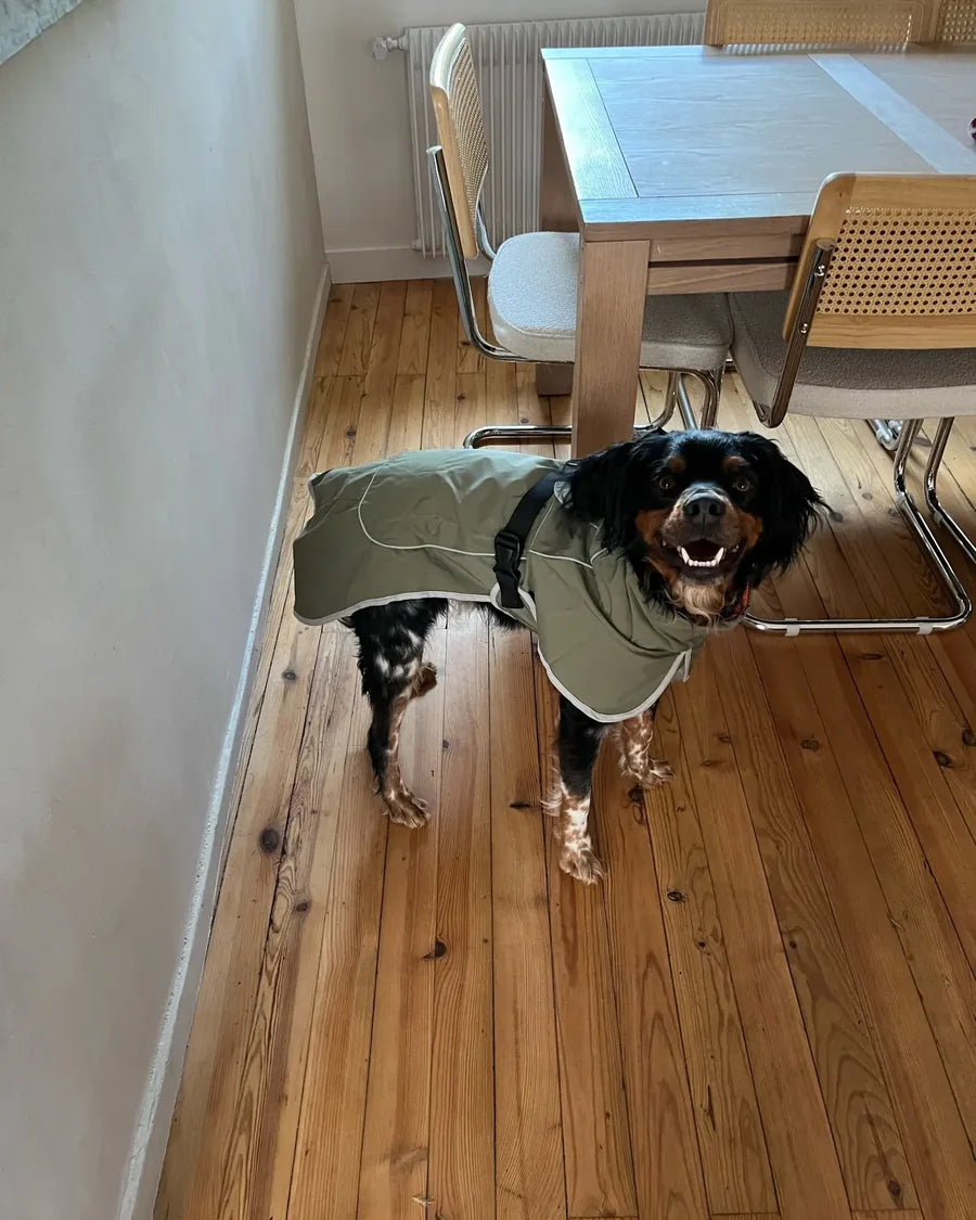 Dog wearing the Roam Bark coat on a cool or damp everyday walk