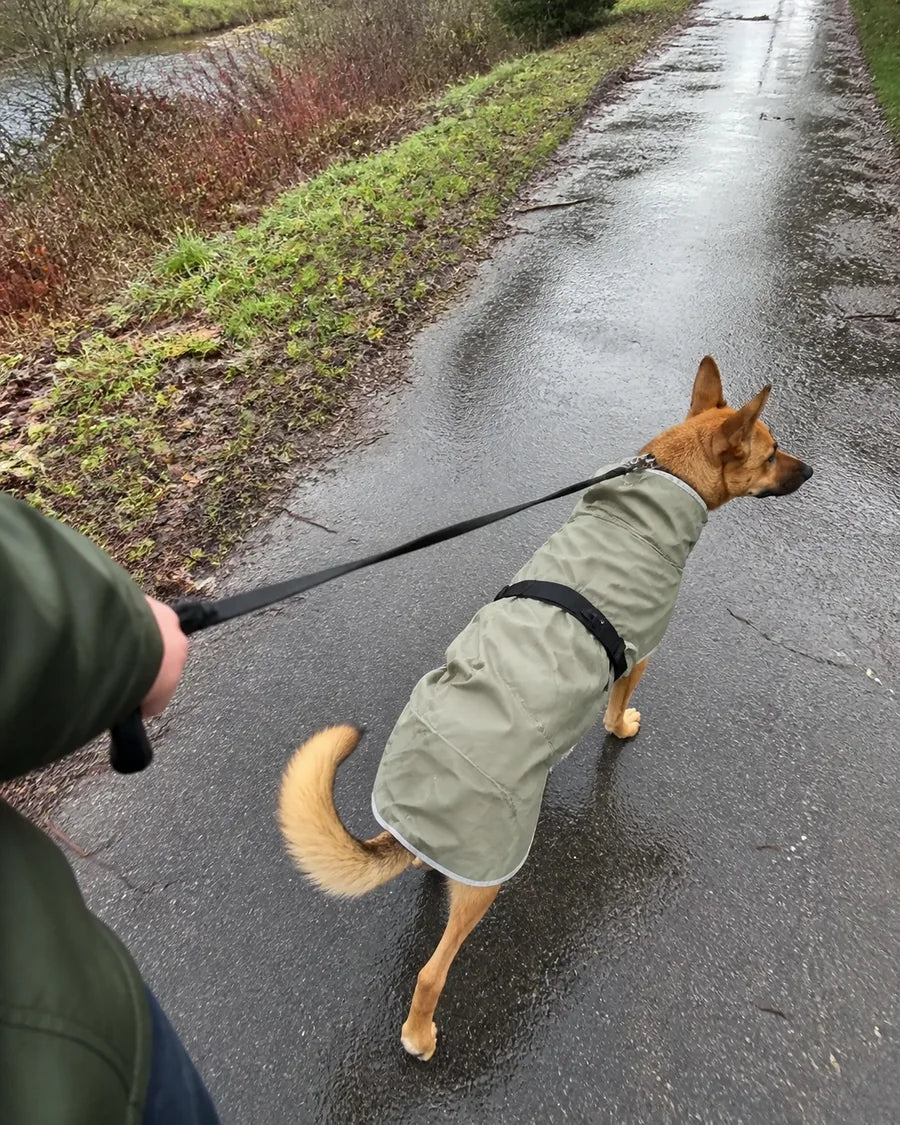 Dog wearing the Roam Bark coat on a cool or damp everyday walk