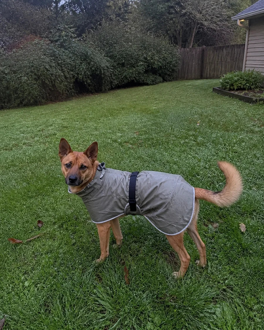 Dog wearing the Roam Bark coat on a cool or damp everyday walk